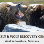 2019-08-04 Grizzly And Wolf Discovery Center