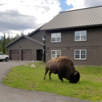 A bison is blocking our path back to the apartment. 2019-06-12_Day_Off