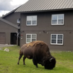 A bison is blocking our path back to the apartment. 2019-06-12_Day_Off
