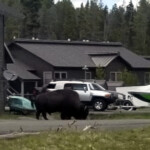 A bison is blocking our path back to the apartment. 2019-06-12_Day_Off