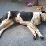 Once we the bison moved on and we got home Stella was all tired out. But she was not letting go of her ball. 2019-06-12_Day_Off