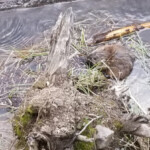 2019-06-14_Mud_Volcano