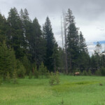 Elk in the meadow below housing. 2019-06-19_Heidis_Birthday