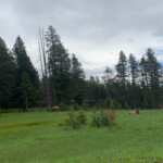 Elk in the meadow below housing. 2019-06-19_Heidis_Birthday