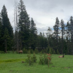 Elk in the meadow below housing. 2019-06-19_Heidis_Birthday