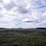 Large Herd of Bison 2019-06-30_Canyon_Village-01