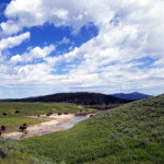 Large Herd of Bison 2019-06-30_Canyon_Village-02