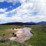 Large Herd of Bison 2019-06-30_Canyon_Village-03