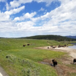 Large Herd of Bison 2019-06-30_Canyon_Village-04