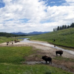 Large Herd of Bison 2019-06-30_Canyon_Village-05