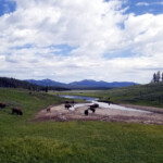 Large Herd of Bison 2019-06-30_Canyon_Village-06