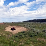 Wallowing in a wallow! 2019-06-30_Canyon_Village-07