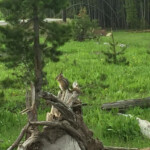 A Chipmunk 2019-06-30_Canyon_Village-Sandra-13