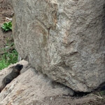 A Couple of Marmots. 2019-06-30_Canyon_Village-Sandra-17