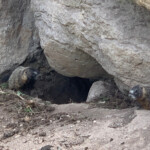 A Couple of Marmots. 2019-06-30_Canyon_Village-Sandra-18