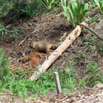 A Couple of Marmots. 2019-06-30_Canyon_Village-Sandra-19