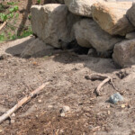 A Couple of Marmots. 2019-06-30_Canyon_Village-Sandra-20