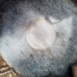 There are three of these benchmarks within feet of each other. 2019-07-03_Duck_Lake_Trail-02