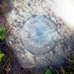 There are three of these benchmarks within feet of each other. 2019-07-03_Duck_Lake_Trail-04