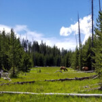 They slowly moved on, far enough from the trail that we could continue on. 2019-07-03_Lake_Overlook_Trail-07