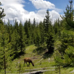 2019-07-03_Lake_Overlook_Trail-09