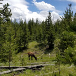2019-07-03_Lake_Overlook_Trail-10