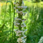 2019-07-13_Mystic_Falls-23