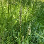 2019-07-13_Mystic_Falls-24