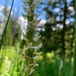 2019-07-13_Mystic_Falls-25