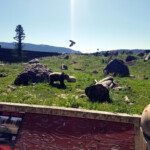 2019-07-21_Bozeman_Day-2-07