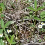 Day_2_Alaska_Canada_06-04-2019-09