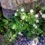 Day_2_Alaska_Canada_06-04-2019-17