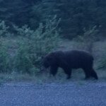 Day_2_Alaska_Canada_06-04-2019-26