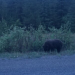 Day_2_Alaska_Canada_06-04-2019-28
