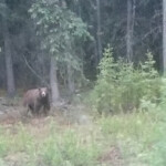 Day_2_Alaska_Canada_06-04-2019-29