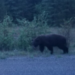 Day_2_Alaska_Canada_06-04-2019-31