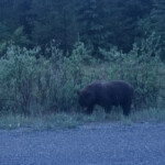 Day_2_Alaska_Canada_06-04-2019-32