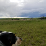 Day_6_Canada_Montana_06-08-2019-12