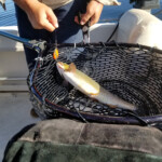 Nice native Yellowstone Cutthroat, this one goes back into the water. 2019-07-25 On The Lake