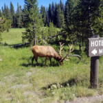 Nice rack! 2019-07-25 On The Lake