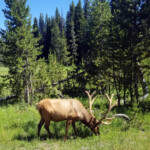 Nice rack! 2019-07-25 On The Lake