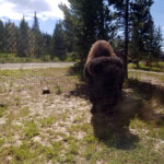 2019-07-28 Late Morning Visitor