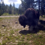 2019-07-28 Late Morning Visitor