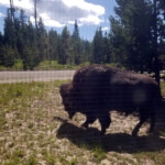 2019-07-28 Late Morning Visitor