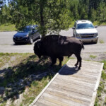 2019-07-28 Late Morning Visitor