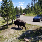 2019-07-28 Late Morning Visitor
