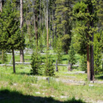 I can see one, can't you. 2019-07-29 Back _Yard Elk