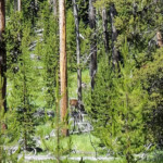 See it is there! 2019-07-29 Back _Yard Elk