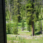 See it now? 2019-07-29 Back _Yard Elk