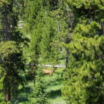 See it is there! 2019-07-29 Back _Yard Elk